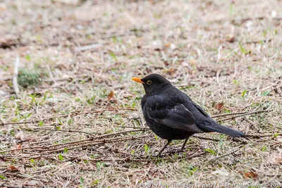 Черный дрозд (Turdus merula). Птицы Кыргызстана.