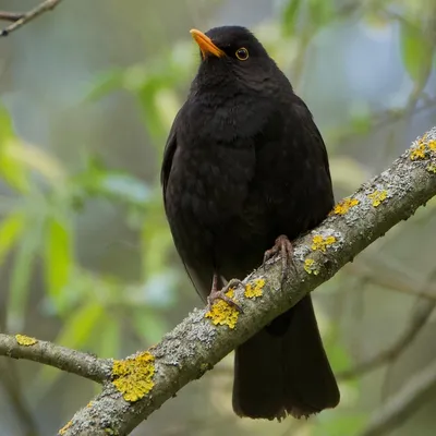 Черный дрозд, Turdus merula, Blackbird | Москва, ГБС | Oleg Nabrovenkov |  Flickr