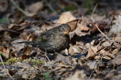 Чёрный дрозд (Turdus merula). Птицы Европейской России.