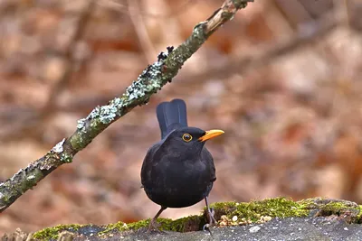 Чёрный дрозд Turdus merula поёт / Song of Blackbird - YouTube