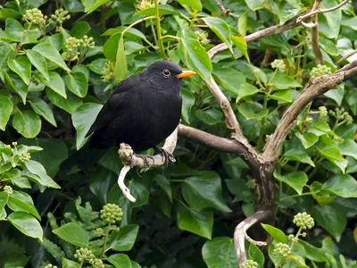 Черный дрозд (Turdus merula). Птицы Кыргызстана.