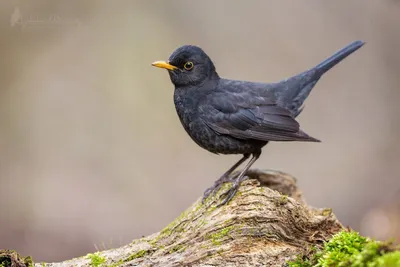 Черный дрозд #blackbird #bird #wildlife #wild #bird #черный дрозд #дрозд # птицы #дикая природа#blackbird #bird #wildlife… | Black bird, Colorful  birds, Bird carving