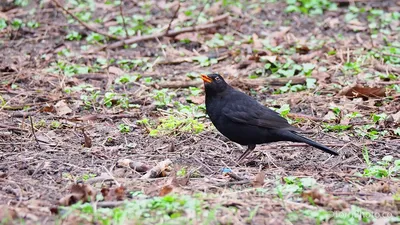 Чёрный дрозд (Turdus merula). Птицы Европейской России.