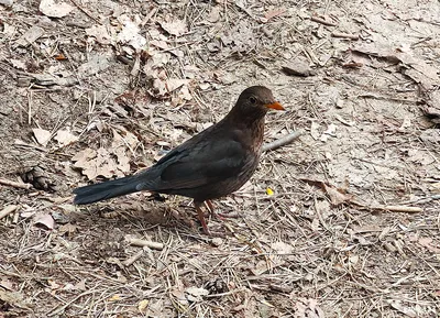 Чёрный дрозд (Common blackbird) - птицы Украины - YouTube