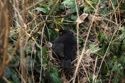 Чёрный дрозд (Turdus merula). Птицы Европейской России.