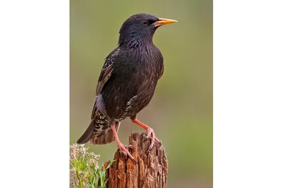 Маленькая черная птица с желтым клювом - 68 фото