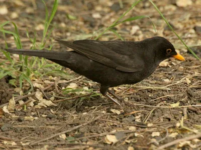 Чёрный дрозд (Turdus merula). Птицы Европейской России.