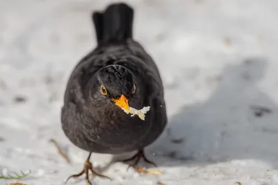 Чёрный дрозд (Turdus merula). Птицы Европейской России.