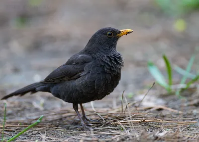 Чёрный дрозд (Turdus merula). Птицы Европейской России.