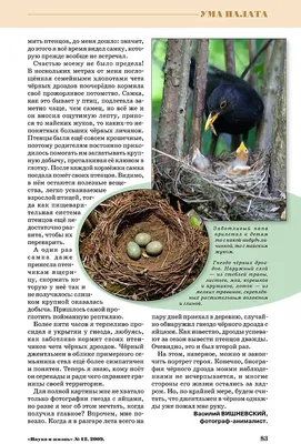 Птицы Удельного парка или near birding | Прогулки по городу