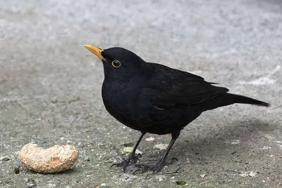 Черный дрозд, Turdus merula merula, Blackbird | Москва, ГБС | Oleg  Nabrovenkov | Flickr