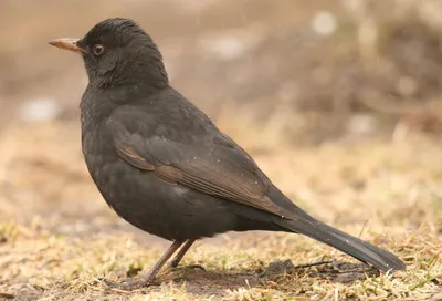 Дрозд черный (Turdus merula). Фотогалерея птиц. Фотографии птиц России,  Беларуси, Украины, Казахстана, Таджикистана, Азербайджана.