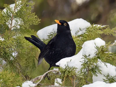 Чёрный дрозд (Turdus merula). Птицы Европейской России.