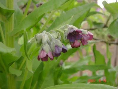 Чернокорень Крысогон (Cynoglossum officinale) - « Что вам подсовывают  вместо крысогона..Гуманное средство от грызунов. Лекарственное растение.  Медонос.» | отзывы