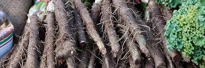 Скорцонера - черный корень - Good Harvest | Семена | Удобрения | Средства  защиты растений