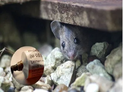 Поздней осенью и зимой мыши могут стать настоящим стихийным бедствием