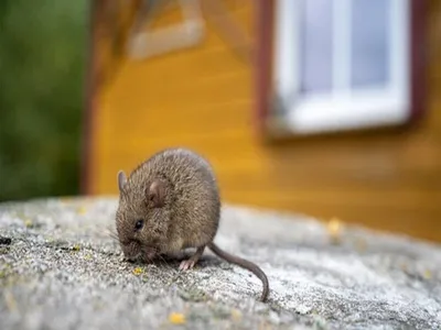 Ультразвуковой отпугиватель — надёжный способ избавиться от крыс и мышей в  доме | Дом | WB Guru