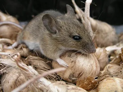Чернокорень лекарственный (крысогон): где растет, как использовать от мышей,  крыс и кротов