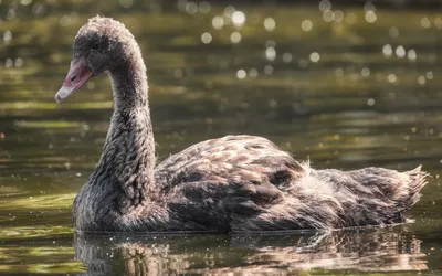 Бесплатное изображение: птица, перо, черный лебедь, дикая природа, озеро,  водоплавающих птиц, природа