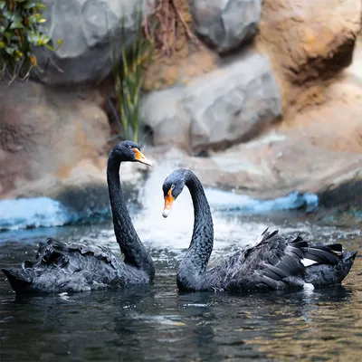 Лебедь Птица Черный - Бесплатное фото на Pixabay - Pixabay