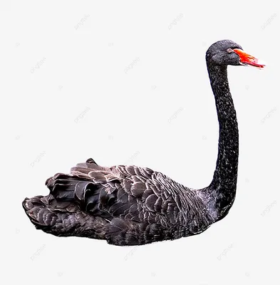 Самые грациозные птицы: чёрные лебеди . . . Вообще, черный лебедь птица для  Австралии особенная и является символом шта… | Черный лебедь, Лебедь,  Западная австралия