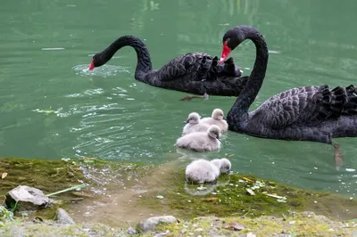 В зоопарке родился птенец черного лебедя (фото) | Новости Одессы