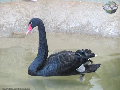 Конкурс \"Черный лебедь\": Лебеди - птицы мирные — Финам.Ру