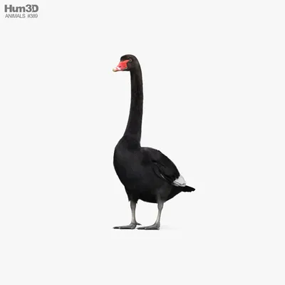4084 Лебедь чёрный, 45 см реалистичная мягкая игрушка - купить в Ханса Тойс