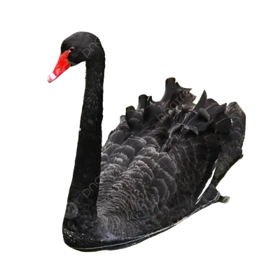 Птица черного лебедя с белыми пер полета Стоковое Изображение - изображение  насчитывающей биографической, лебедь: 63206599