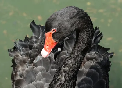 Черный лебедь оказался уязвимым для птичьего гриппа: Наука: Наука и  техника: Lenta.ru