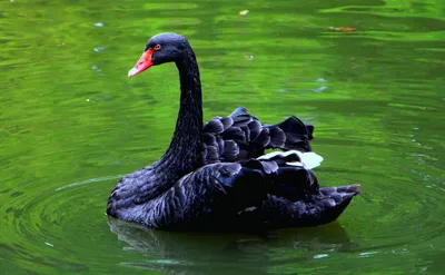 Черный лебедь с цыплятами на озере в солнечный весенний день | Премиум Фото