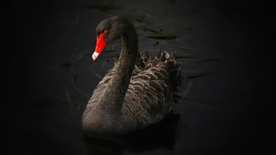 Черный лебедь на пруду - YouTube