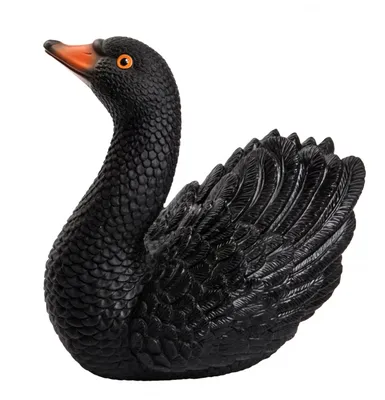 Черное лебедь птица животное перо PNG , Черный лебедь, лебедь, птицы PNG  рисунок для бесплатной загрузки
