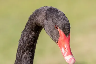 ФотоБлог Торгачкин Игорь Петрович © Igor Torgachkin: Чёрный лебедь / Cygnus  atratus / Black Swan