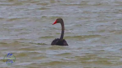 Черный лебедь плывет по воде | Премиум Фото