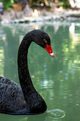 Птица черный лебедь плавает по озеру | Премиум Фото
