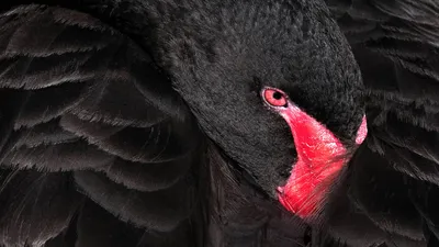Черный лебедь стоковое изображение. изображение насчитывающей пер - 16694297