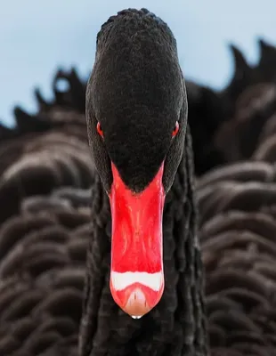 Огнедыщащий чёрный лебедь, эстетично…» — создано в Шедевруме