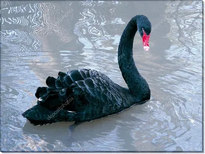 черный лебедь состава стоковое изображение. изображение насчитывающей  профиль - 19869049