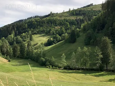 Леса и водопады в черный лес в Германии Стоковое Изображение - изображение  насчитывающей пущи, валы: 197794661