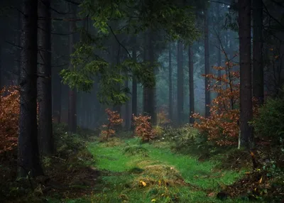 Деревня Hinterzarten, черный лес, Германия Стоковое Изображение -  изображение насчитывающей село, лето: 116852333