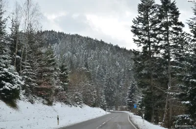 Лес Германия Schwarzwald черный Стоковое Изображение - изображение  насчитывающей парк, зеленый: 85551869