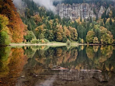 Черный Лес Russia Forest Пейзаж - Бесплатное фото на Pixabay - Pixabay