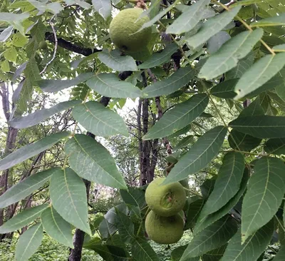 Черный орех (Juglans nigra L.): Персональные записи в журнале Ярмарки  Мастеров