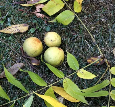 Орех черный (Juglans nigra) - описание сорта, фото, саженцы, посадка,  особенности ухода. Дачная энциклопедия.