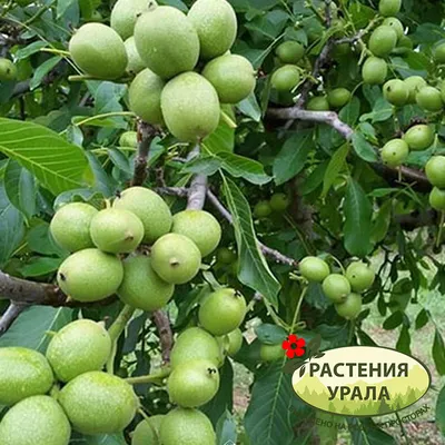 Черный орех (Juglans nigra L.): Персональные записи в журнале Ярмарки  Мастеров