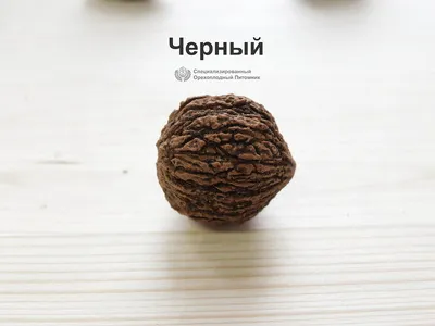 Черный орех (Juglans nigra L.): Персональные записи в журнале Ярмарки  Мастеров