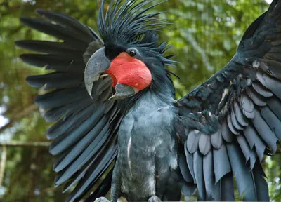Черный попугай фото 67 фото