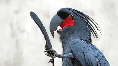 Черный попугай из Папуана в Балийском парке птиц Стоковое Фото -  изображение насчитывающей тюкованный, индонесия: 154419238