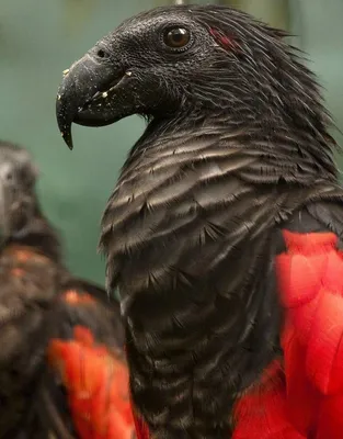 Черный Попугай Сейшельские Острова — стоковые фотографии и другие картинки  Lesser Vasa Parrot - Lesser Vasa Parrot, Без людей, Величественный - iStock